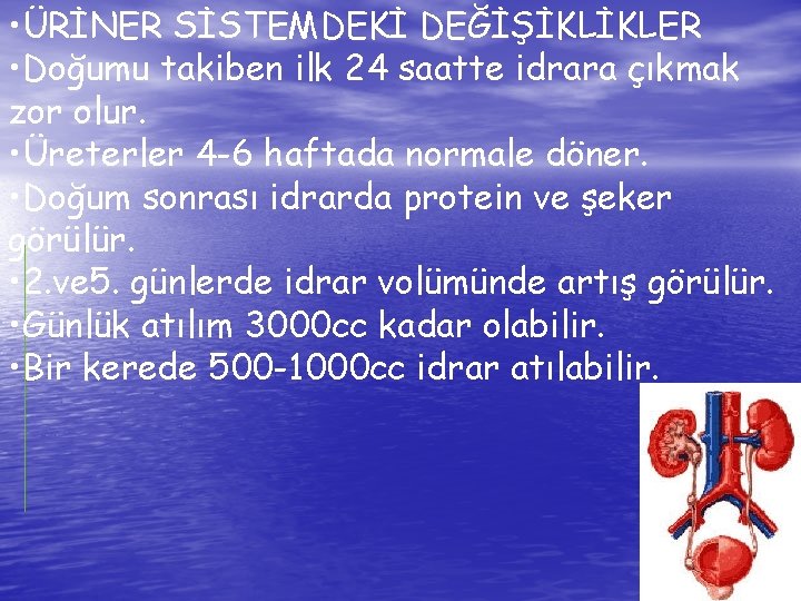  • ÜRİNER SİSTEMDEKİ DEĞİŞİKLİKLER • Doğumu takiben ilk 24 saatte idrara çıkmak zor