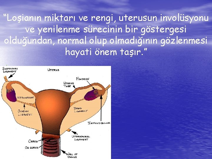 “Loşianın miktarı ve rengi, uterusun involüsyonu ve yenilenme sürecinin bir göstergesi olduğundan, normal olup