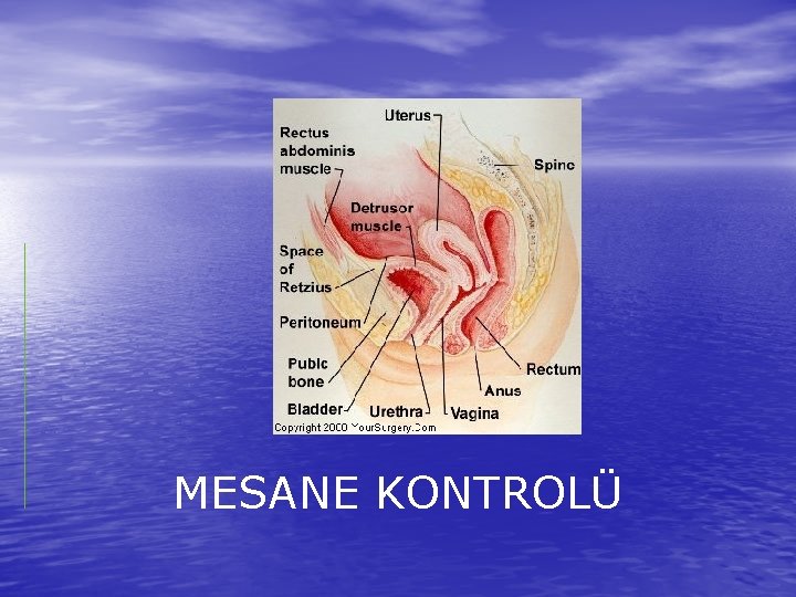MESANE KONTROLÜ 