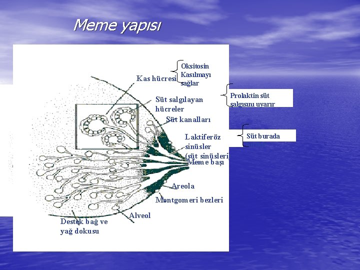 Meme yapısı Oksitosin Kas hücresi Kasılmayı sağlar Süt salgılayan hücreler Süt kanalları Prolaktin süt