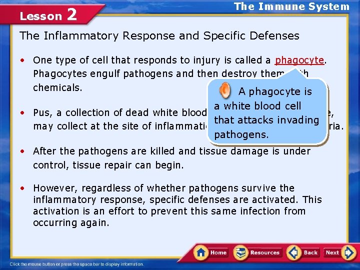 Lesson 2 The Immune System The Inflammatory Response and Specific Defenses • One type