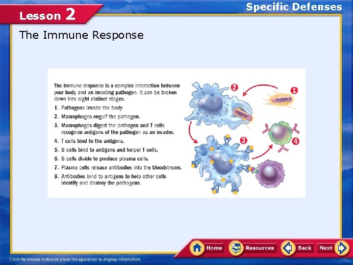Lesson 2 The Immune Response Specific Defenses 