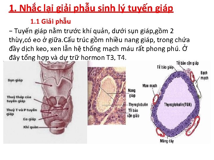 1. Nhắc lại giải phẫu sinh lý tuyến giáp 1. 1 Giải phẫu −