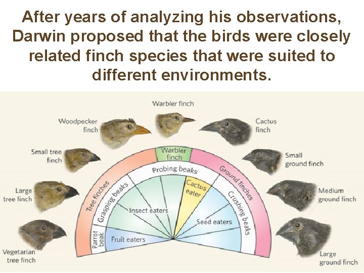 After years of analyzing his observations, Darwin proposed that the birds were closely related