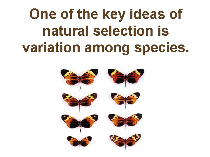One of the key ideas of natural selection is variation among species. 