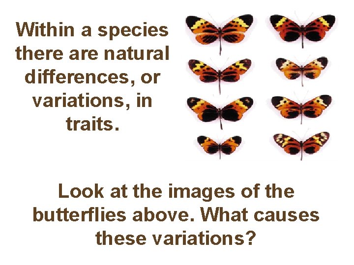 Within a species there are natural differences, or variations, in traits. Look at the