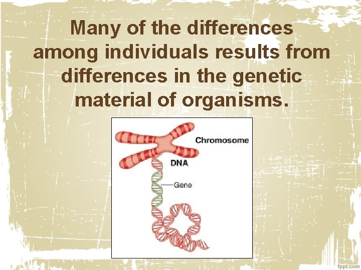 Many of the differences among individuals results from differences in the genetic material of