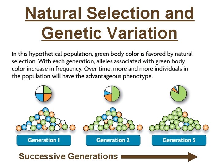 Natural Selection and Genetic Variation Successive Generations 