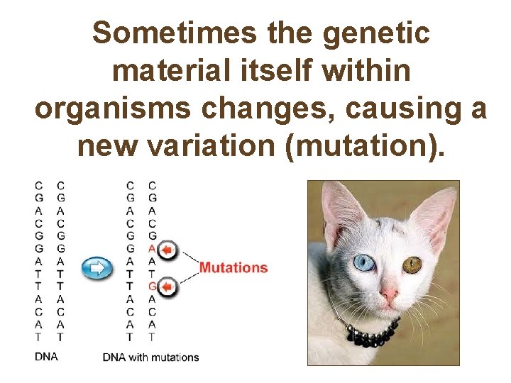 Sometimes the genetic material itself within organisms changes, causing a new variation (mutation). 