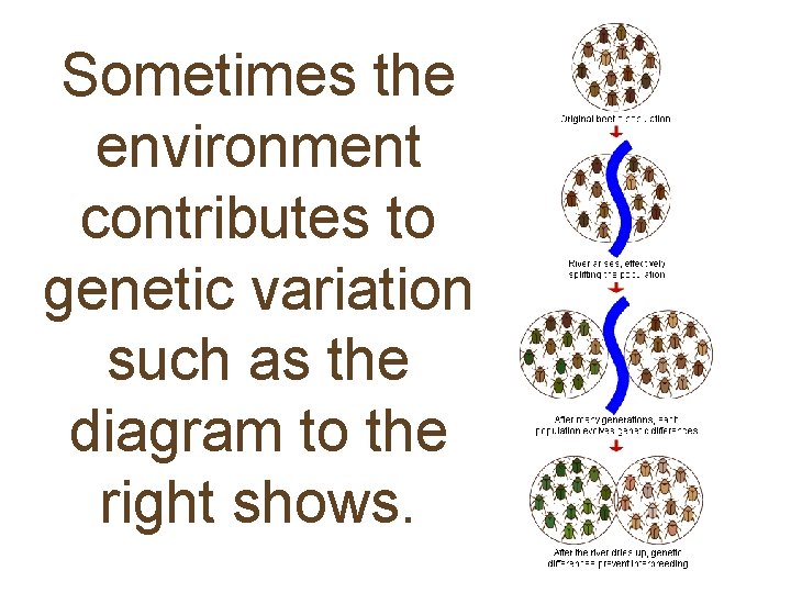 Sometimes the environment contributes to genetic variation such as the diagram to the right