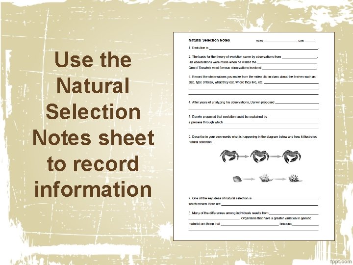 Use the Natural Selection Notes sheet to record information 