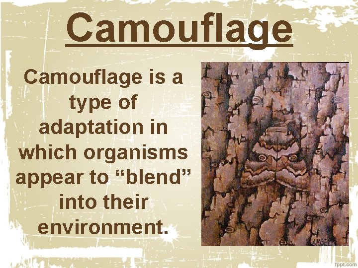 Camouflage is a type of adaptation in which organisms appear to “blend” into their