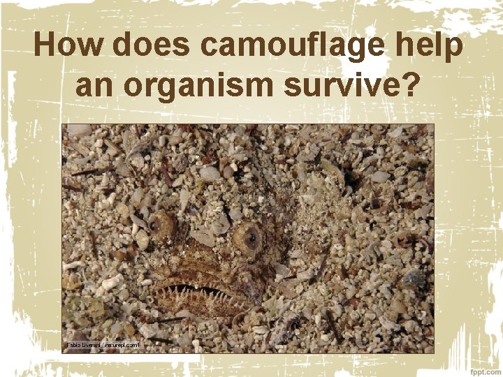 How does camouflage help an organism survive? 