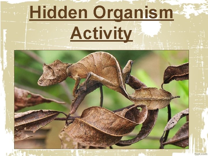 Hidden Organism Activity 