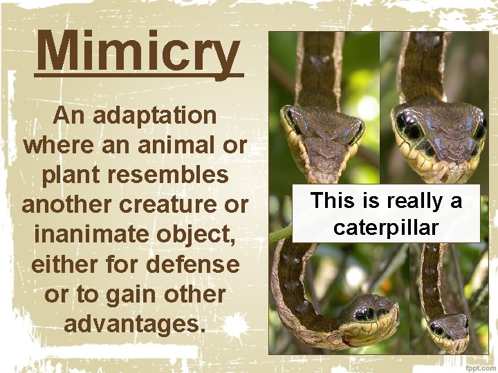 Mimicry An adaptation where an animal or plant resembles another creature or inanimate object,