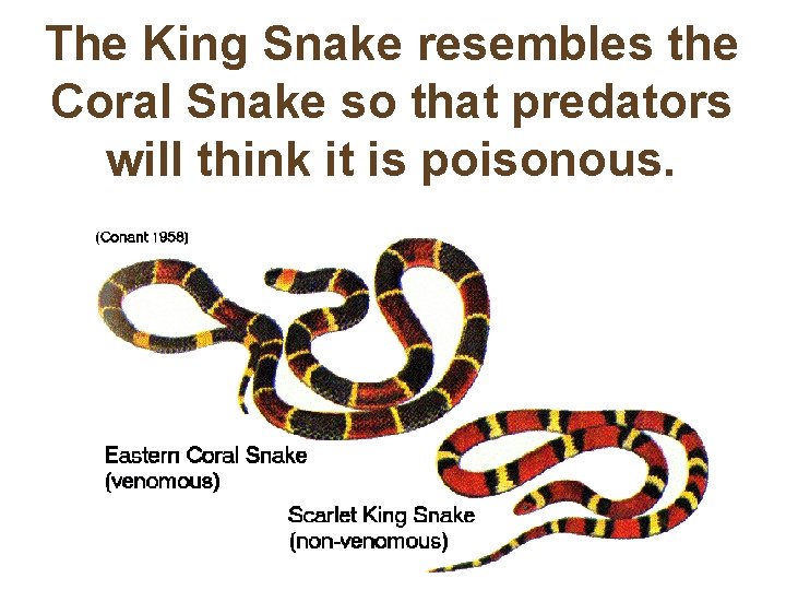 The King Snake resembles the Coral Snake so that predators will think it is