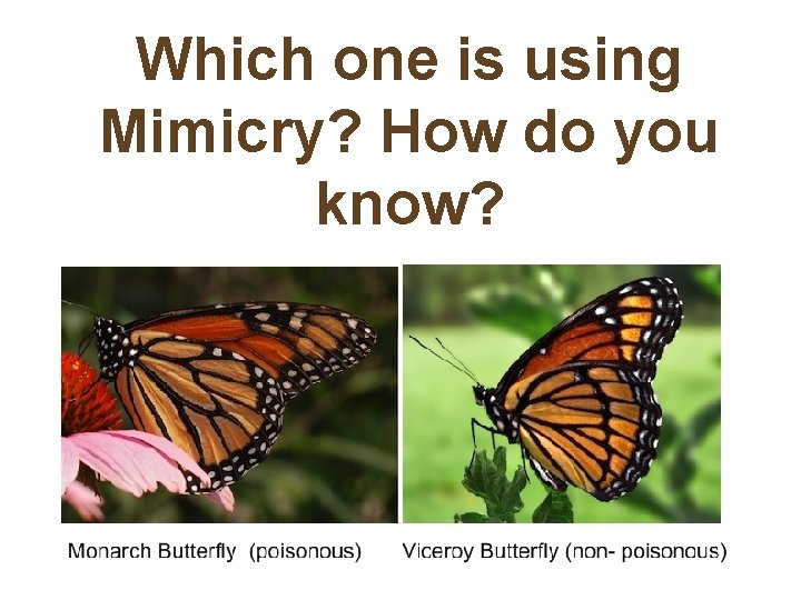 Which one is using Mimicry? How do you know? 