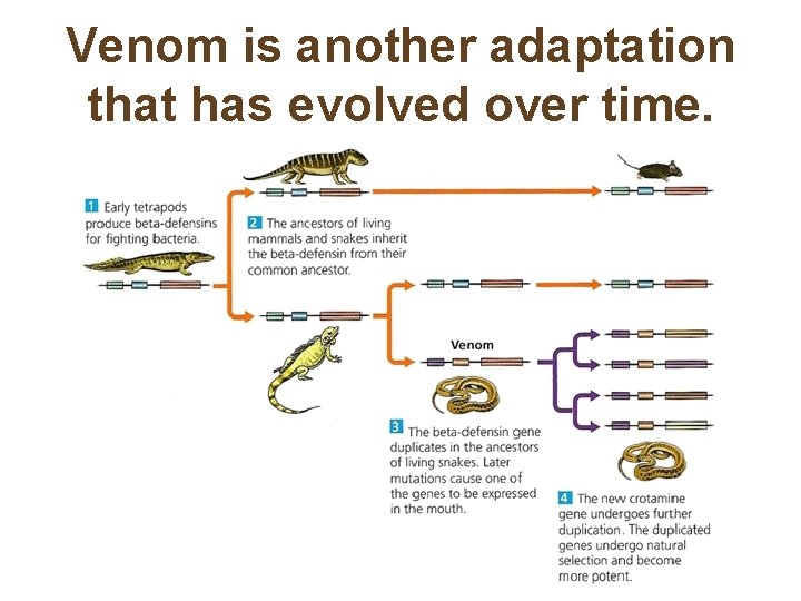 Venom is another adaptation that has evolved over time. 