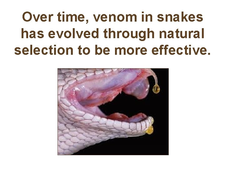 Over time, venom in snakes has evolved through natural selection to be more effective.