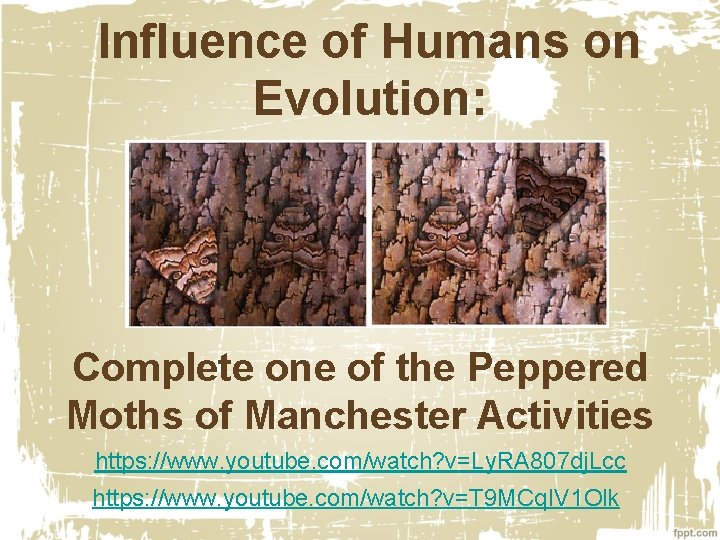 Influence of Humans on Evolution: Complete one of the Peppered Moths of Manchester Activities
