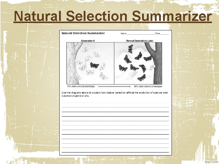 Natural Selection Summarizer 