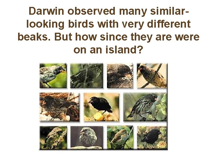 Darwin observed many similarlooking birds with very different beaks. But how since they are