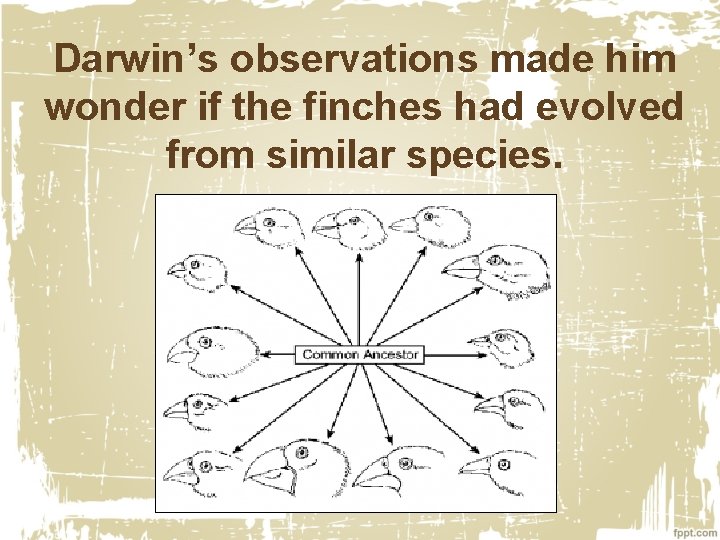 Darwin’s observations made him wonder if the finches had evolved from similar species. 