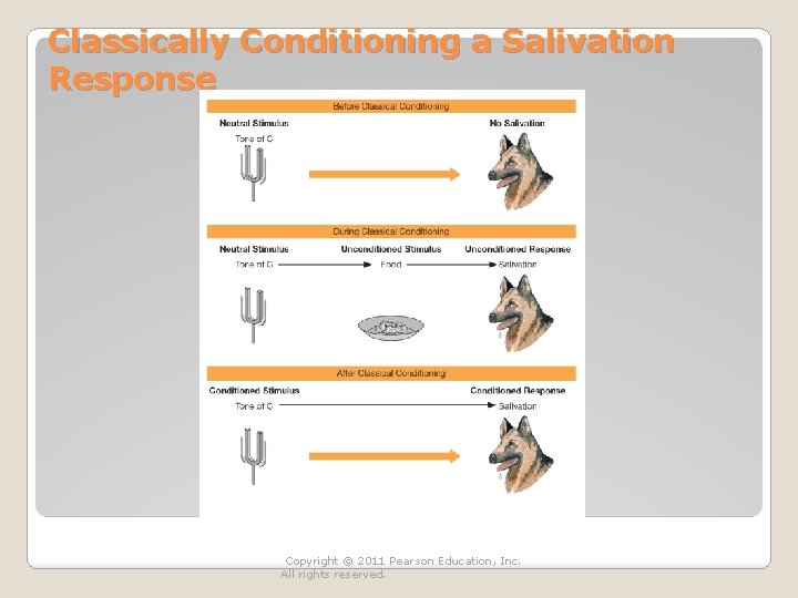 Classically Conditioning a Salivation Response Copyright © 2011 Pearson Education, Inc. All rights reserved. Classically Conditioning a Salivation Response Copyright © 2011 Pearson Education, Inc. All rights reserved.