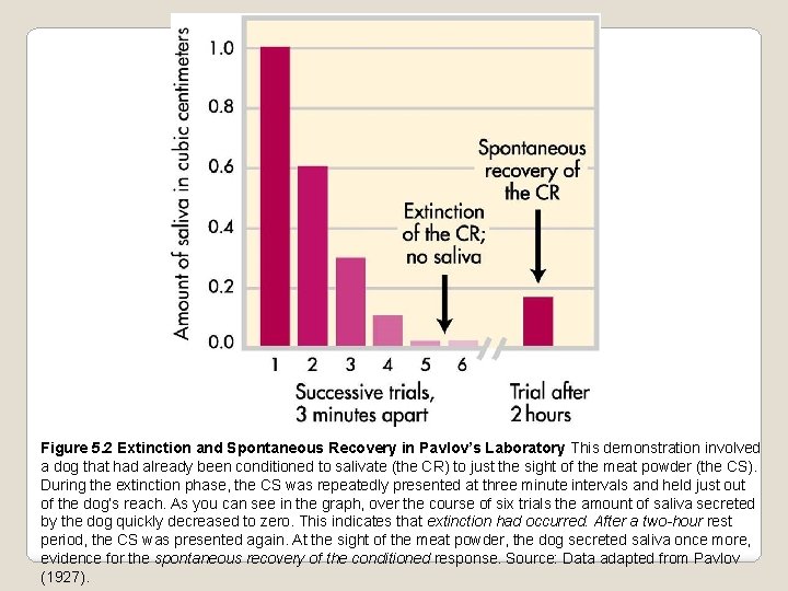 Figure 5. 2 Extinction and Spontaneous Recovery in Pavlov’s Laboratory This demonstration involved a