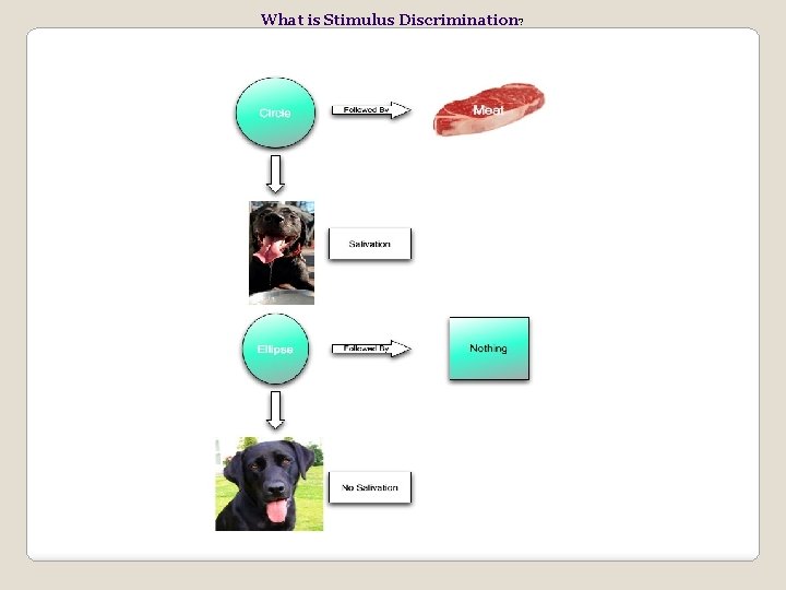 What is Stimulus Discrimination? 