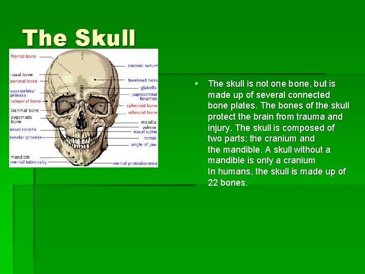 the skull is made up of dash bones