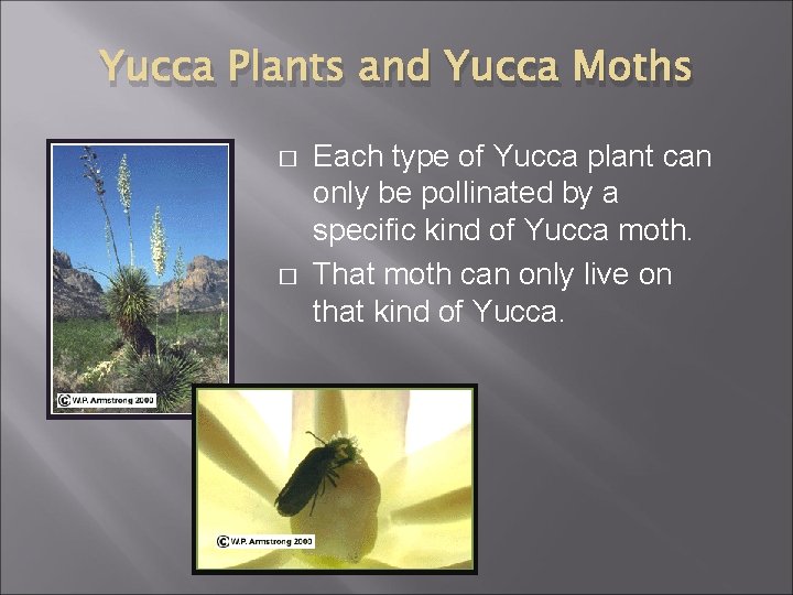 Yucca Plants and Yucca Moths � � Each type of Yucca plant can only