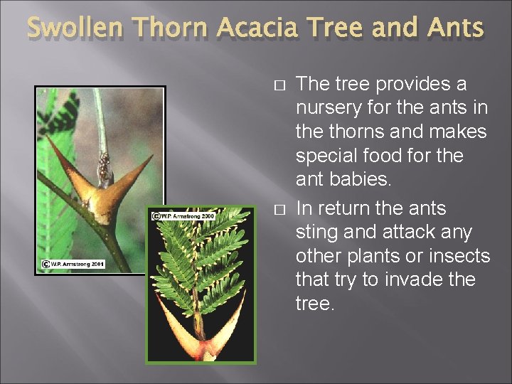 Swollen Thorn Acacia Tree and Ants � � The tree provides a nursery for