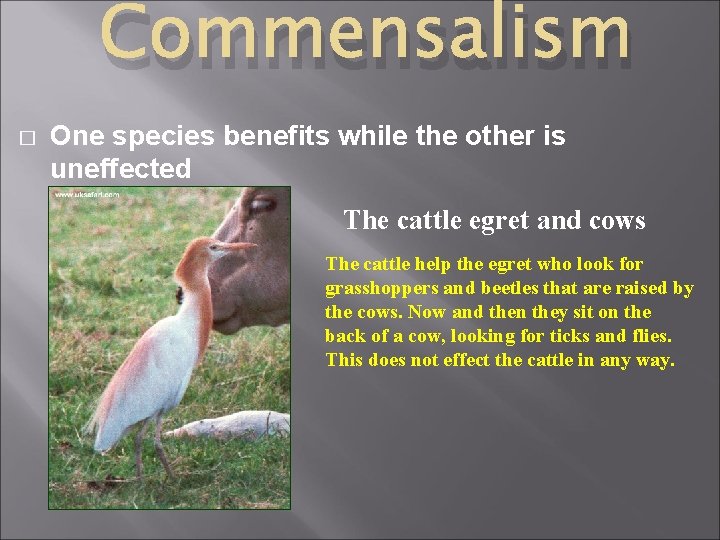Commensalism � One species benefits while the other is uneffected The cattle egret and