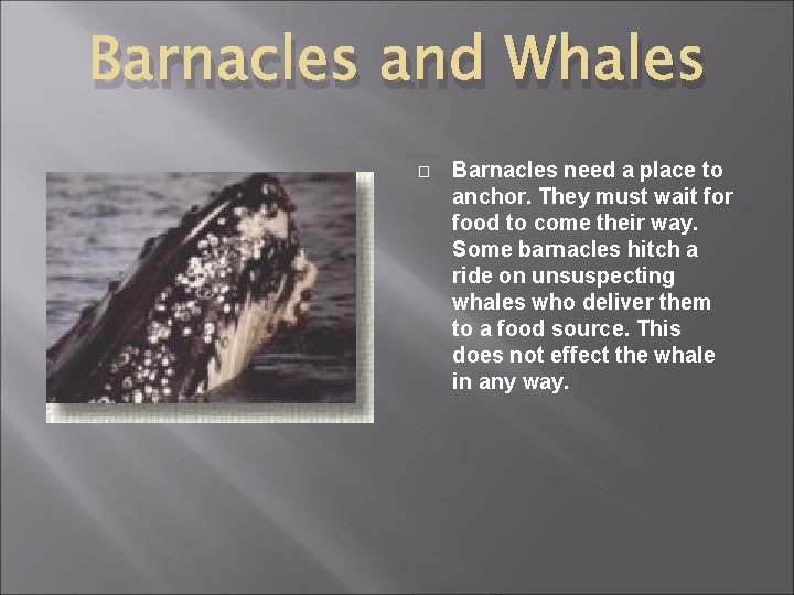 Barnacles and Whales � Barnacles need a place to anchor. They must wait for