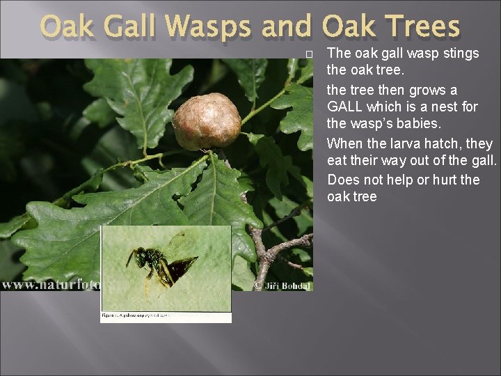 Oak Gall Wasps and Oak Trees � � The oak gall wasp stings the