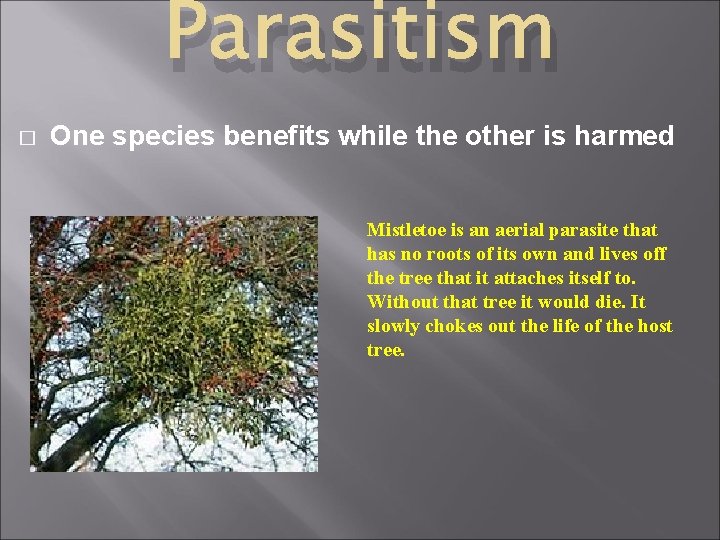 Parasitism � One species benefits while the other is harmed Mistletoe is an aerial