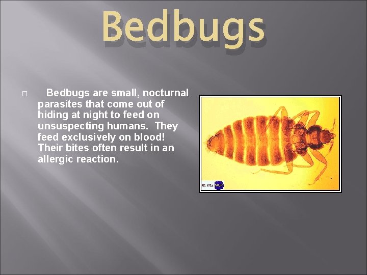Bedbugs � Bedbugs are small, nocturnal parasites that come out of hiding at night