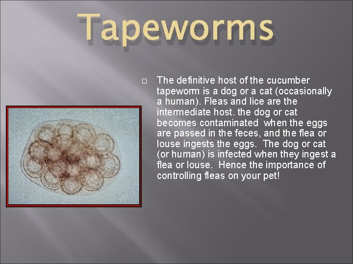 Tapeworms � The definitive host of the cucumber tapeworm is a dog or a