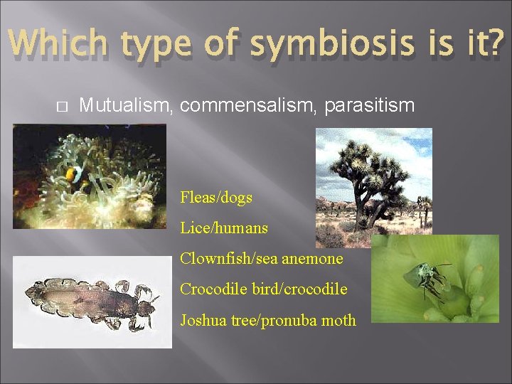 Which type of symbiosis is it? � Mutualism, commensalism, parasitism Fleas/dogs Lice/humans Clownfish/sea anemone