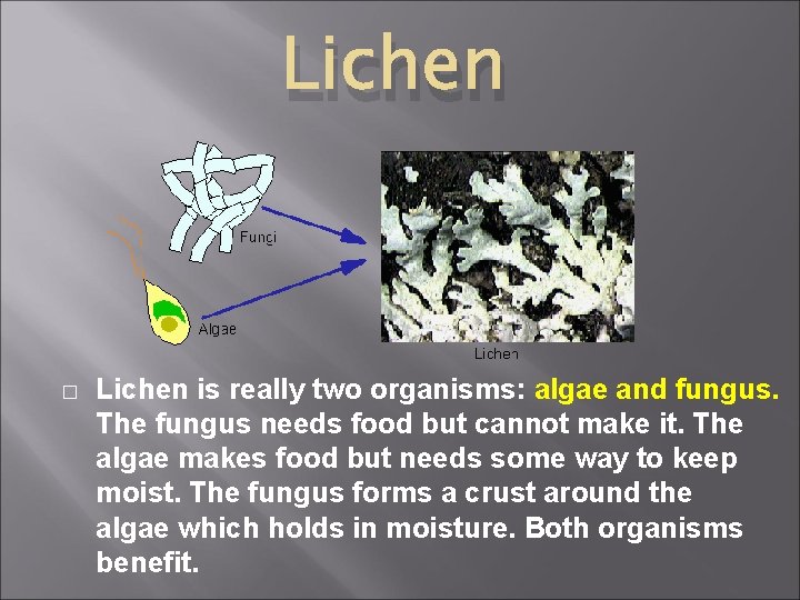 Lichen � Lichen is really two organisms: algae and fungus. The fungus needs food