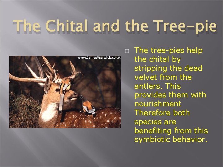 The Chital and the Tree-pie � The tree-pies help the chital by stripping the