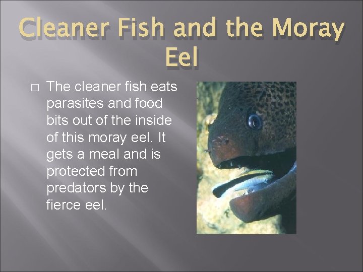 Cleaner Fish and the Moray Eel � The cleaner fish eats parasites and food