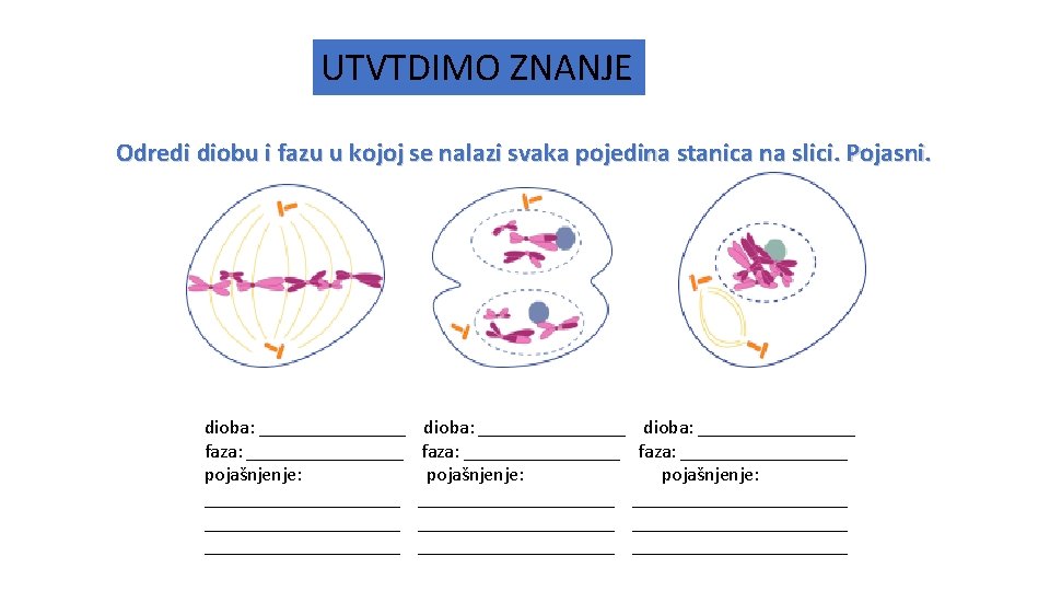 UTVTDIMO ZNANJE Odredi diobu i fazu u kojoj se nalazi svaka pojedina stanica na