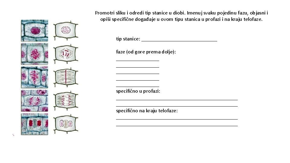 Promotri sliku i odredi tip stanice u diobi. Imenuj svaku pojedinu fazu, objasni i