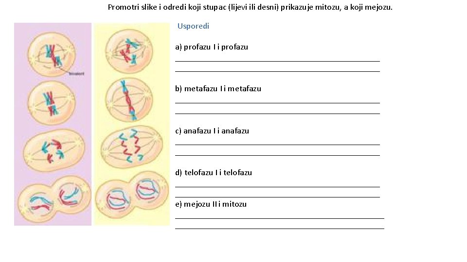 Promotri slike i odredi koji stupac (lijevi ili desni) prikazuje mitozu, a koji mejozu.