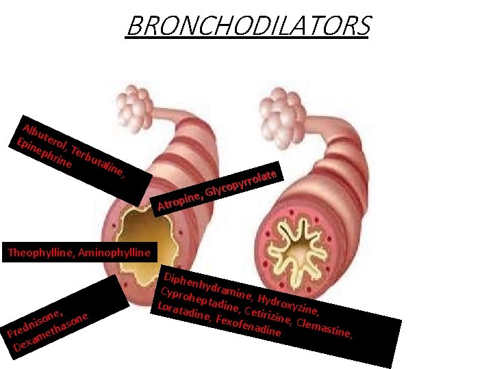 BRONCHODILATORS Alb u Epi terol nep , Te hrin rbu tal e ine ,