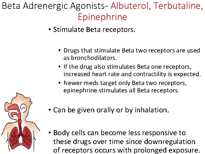 Beta Adrenergic Agonists- Albuterol, Terbutaline, Epinephrine • Stimulate Beta receptors. • Drugs that stimulate