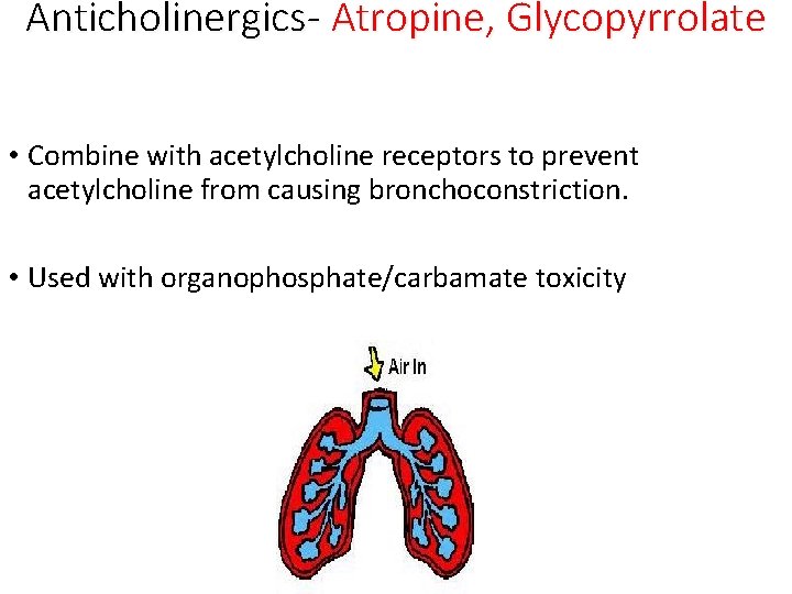 Anticholinergics- Atropine, Glycopyrrolate • Combine with acetylcholine receptors to prevent acetylcholine from causing bronchoconstriction.