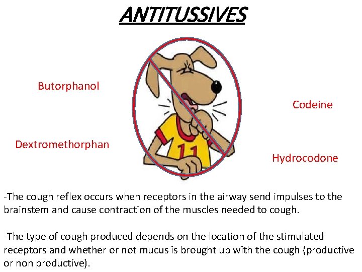 ANTITUSSIVES Butorphanol Codeine Dextromethorphan Hydrocodone -The cough reflex occurs when receptors in the airway